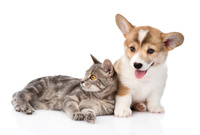 picture of a cat and a Corgi