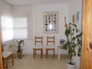 picture of the cat waiting room